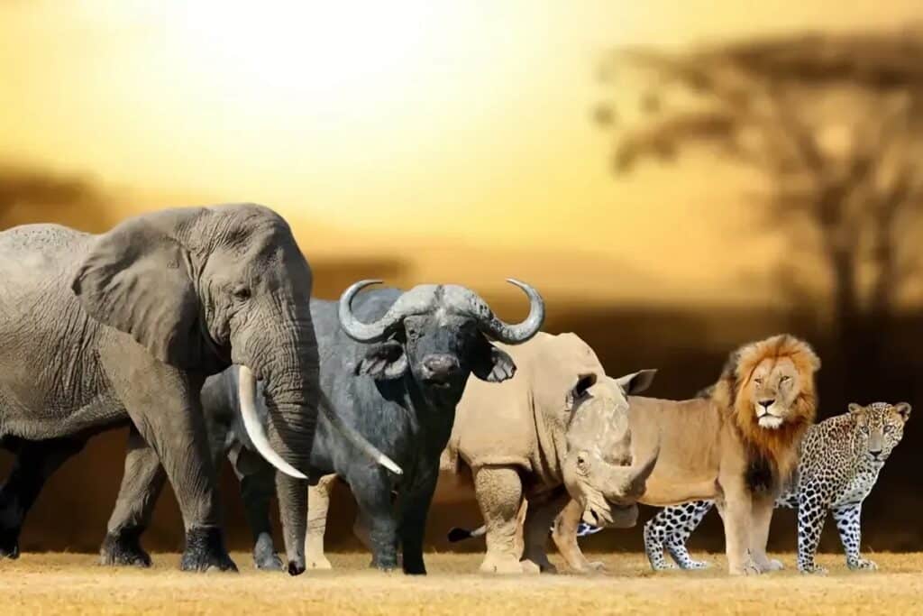 Les Big Five d'Afrique