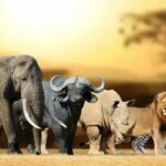 Les Big Five d'Afrique