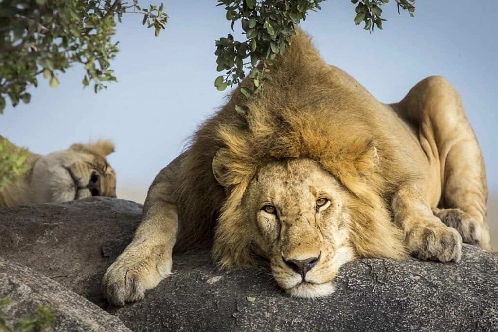 où voir des lions en afrique