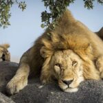 où voir des lions en afrique