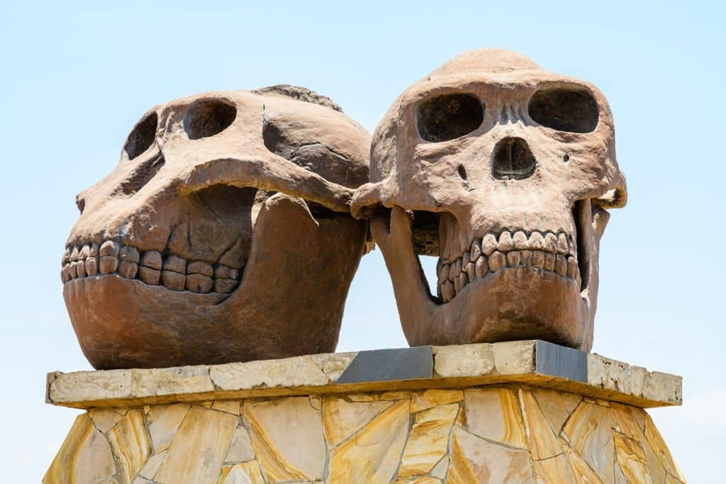 crânes à Olduvai