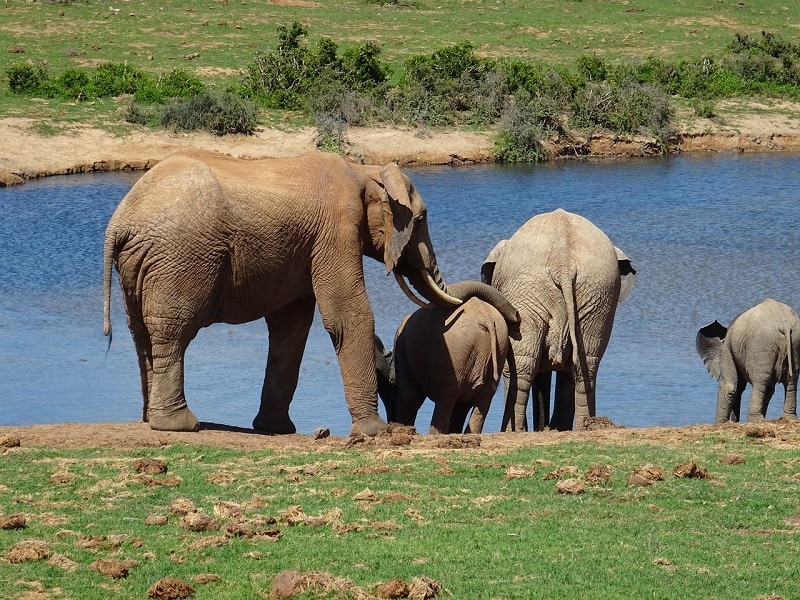 parc des éléphants addo