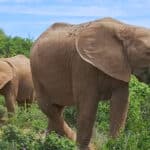 Parc national des éléphants d'Addo