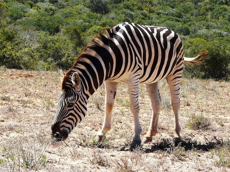 parc addo zèbre