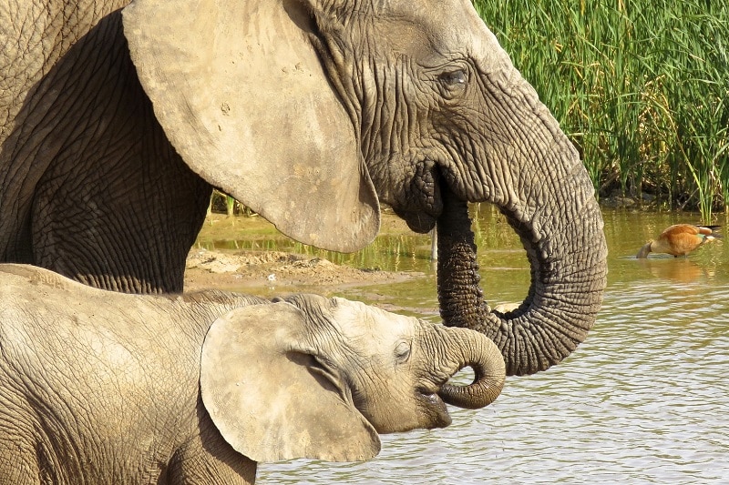 visiter le parc national d'addo