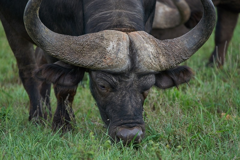 buffle parc d'addo