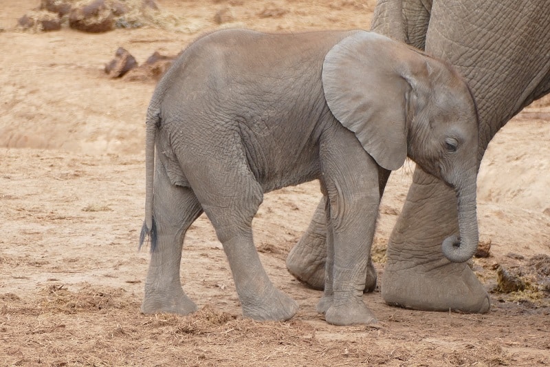 parc national des éléphants addo