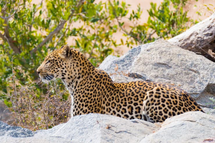 parc national kruger leopard