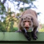 Comment éviter les morsures et les attaques de singes en Asie du Sud-Est