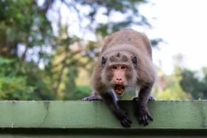 Comment éviter les morsures et les attaques de singes en Asie du Sud-Est