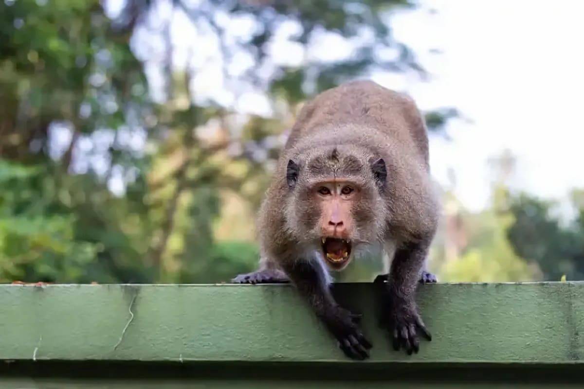 Comment éviter les morsures et les attaques de singes en Asie du Sud-Est