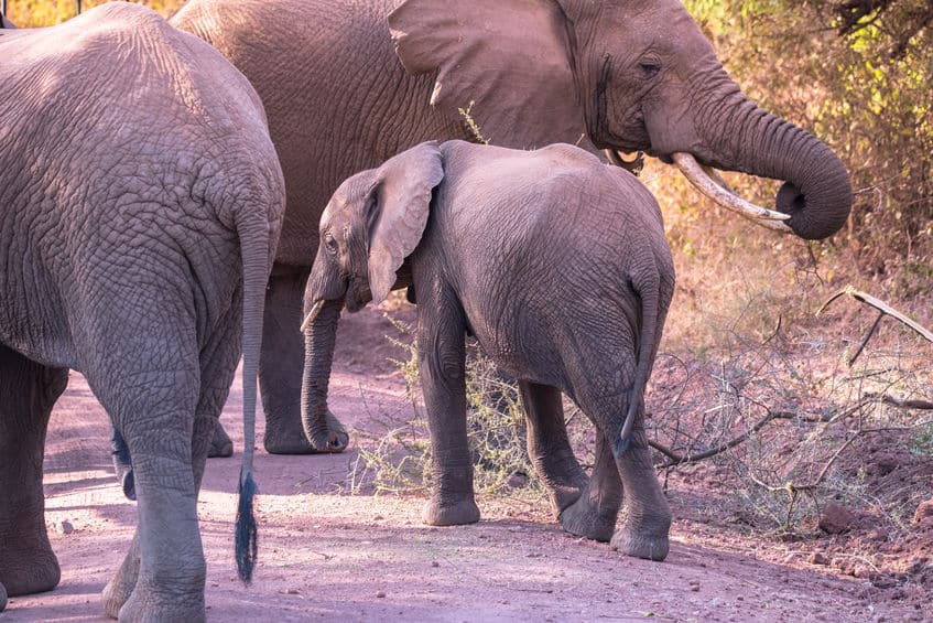 Parc national du lac Manyara éléphants