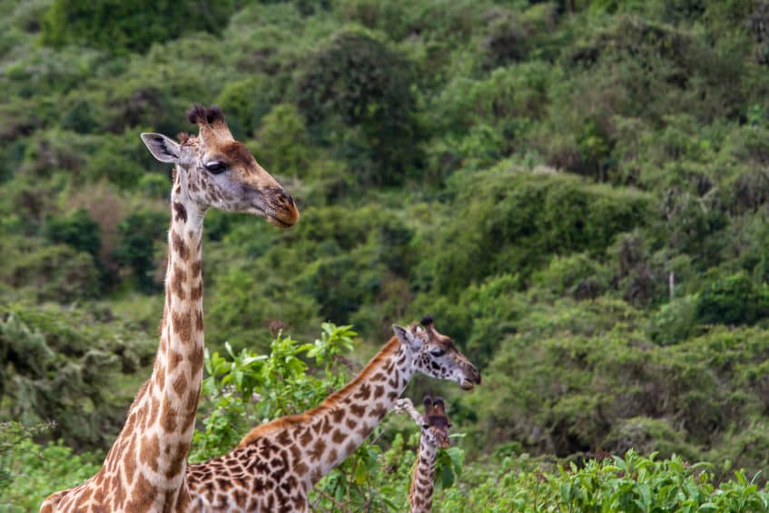 tarangire girafes