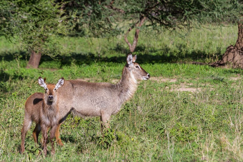 Parc national de Tarangire