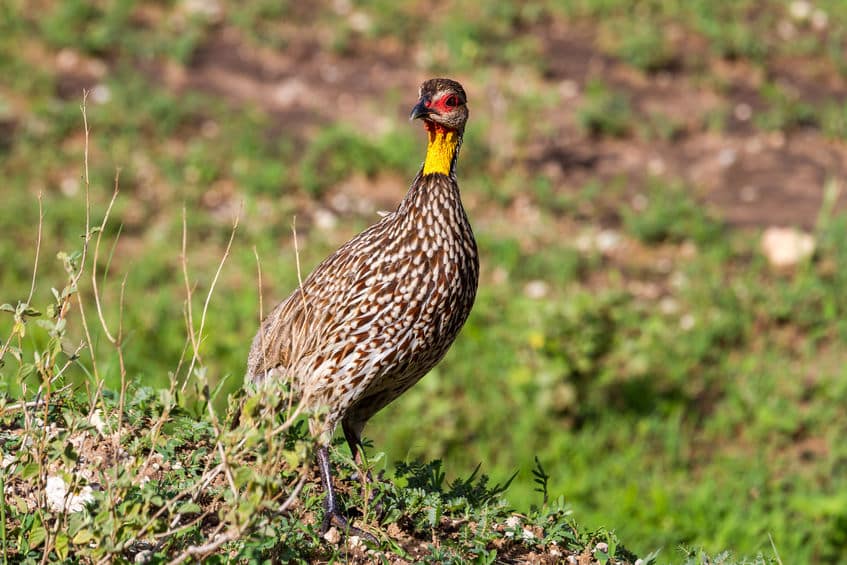 Parc national de Tarangire oiseau