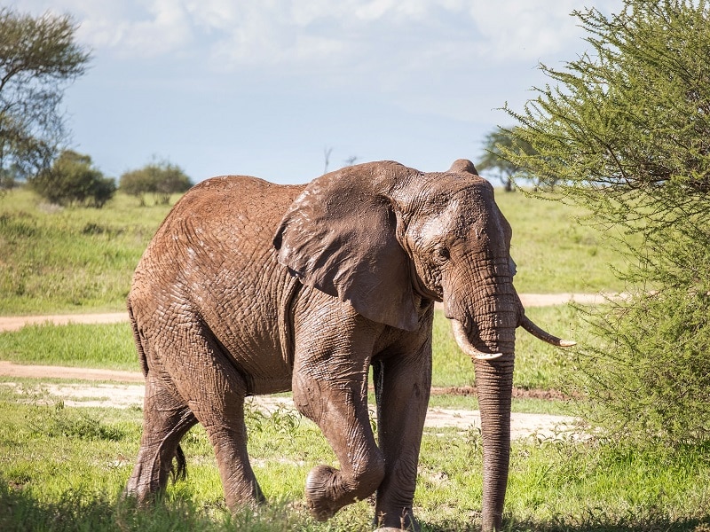 Parc national de Tarangire