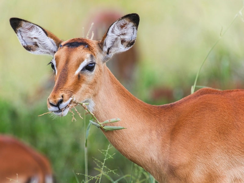 Parc national de Tarangire impala