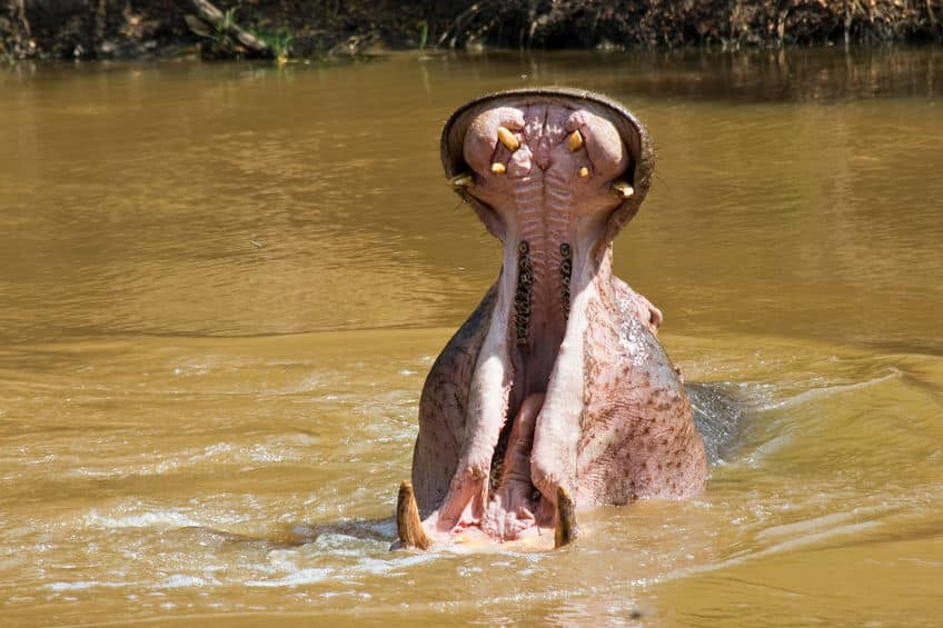 hippopotame katavi