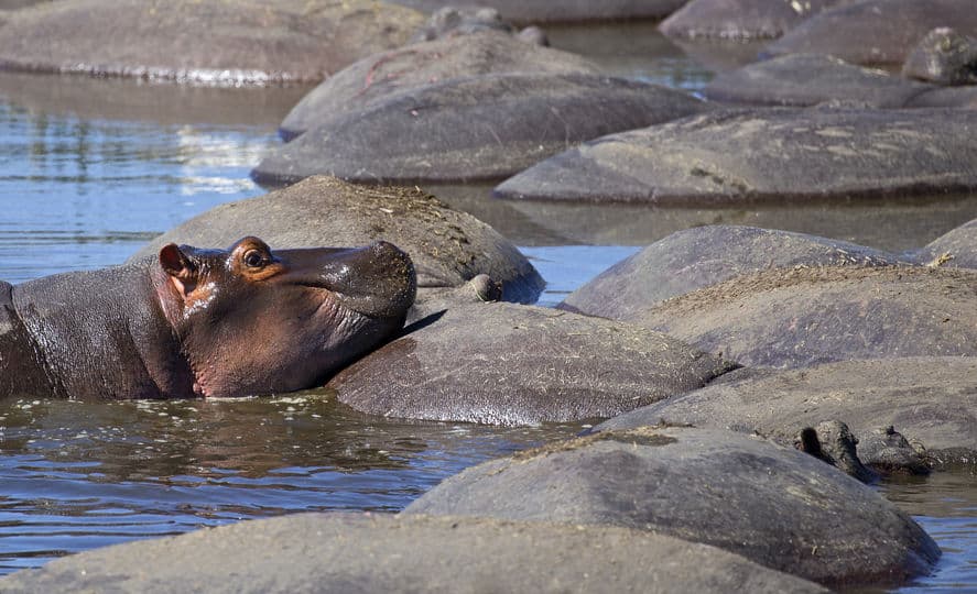piscine hippopotames
