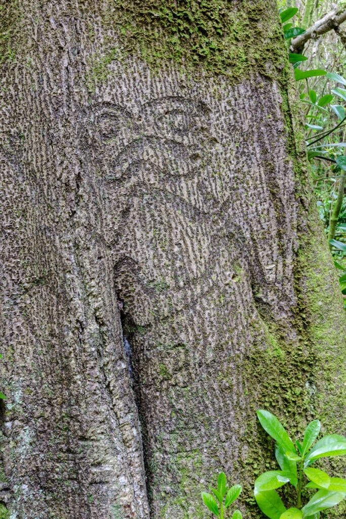 ancienne sculpture d'arbre Moriori sur un tronc de karaka à Rekohu