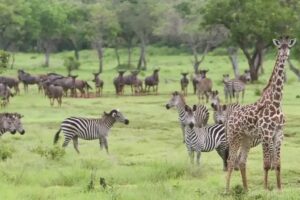 Réserve de gibier de Selous