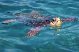 Voir les tortues à Zakynthos