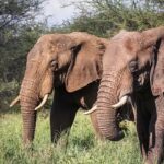 Parc national de Tarangire