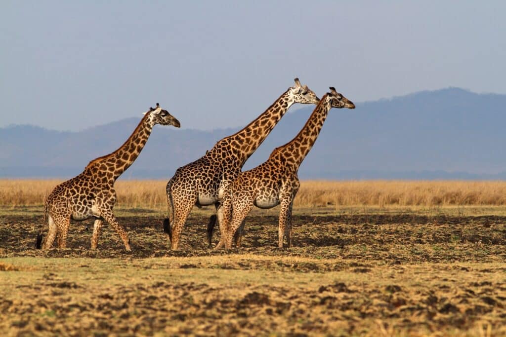 girafes à Katavi