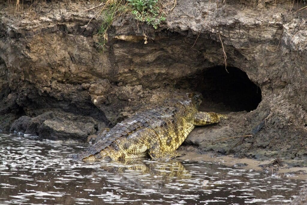 crocodile katavi