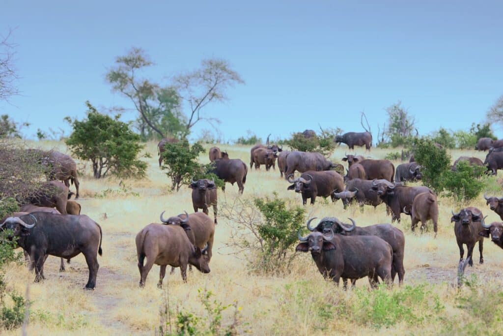 buffles à Selous