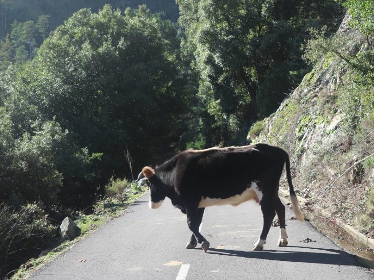 vache sur la route corse
