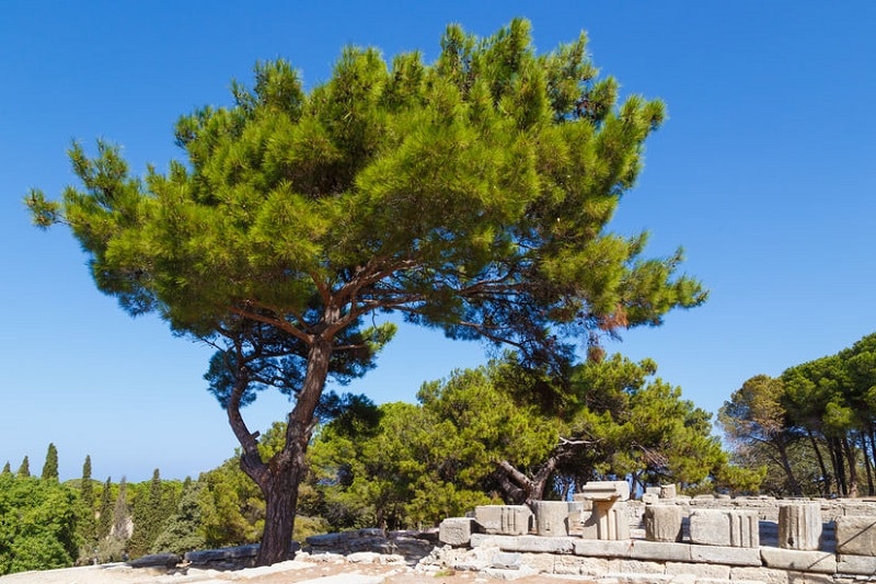 site archeologique ialyssos