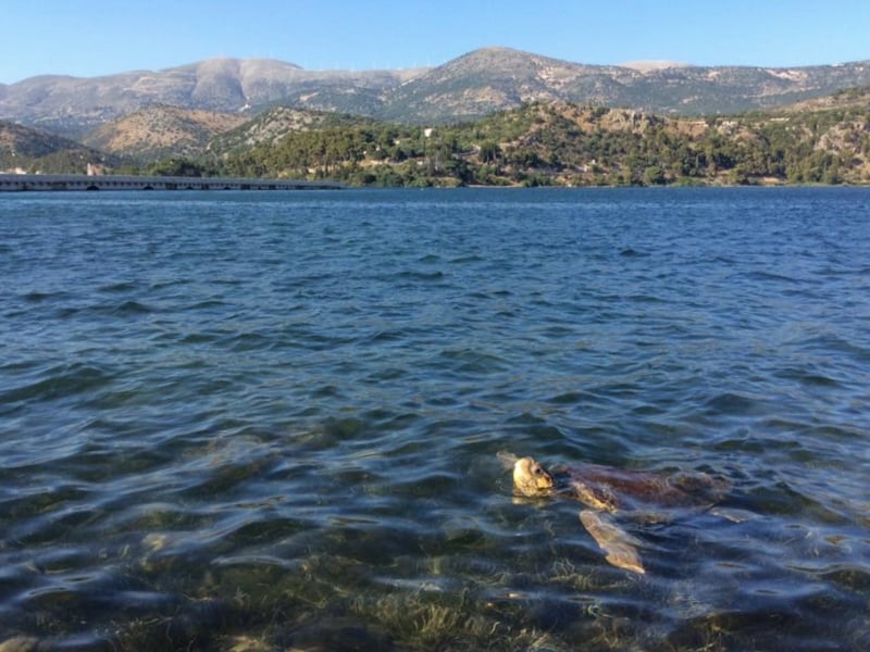 tortue lagune de koutavos