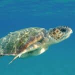 tortues caouannes à céphalonie