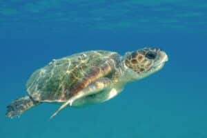 tortues caouannes à céphalonie