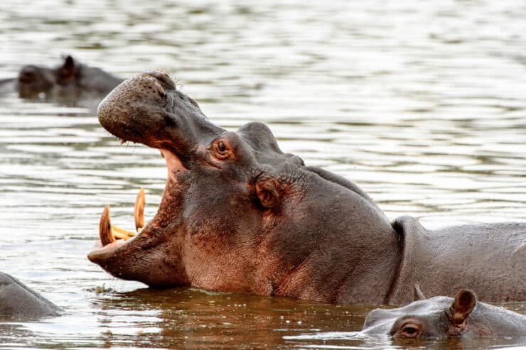 hippopotame moremi