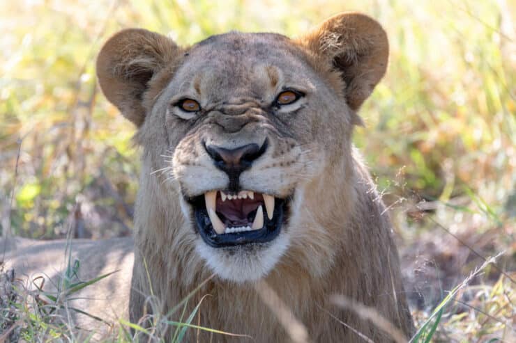 lion chobe