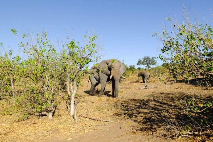 chobe national park