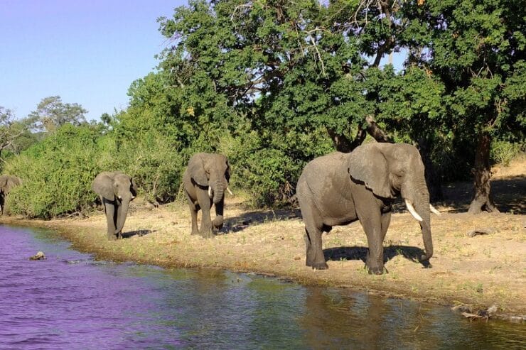 parc national de chobe
