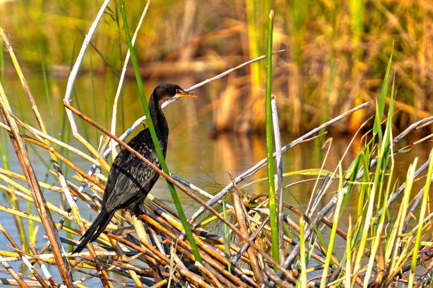 Cormoran africain