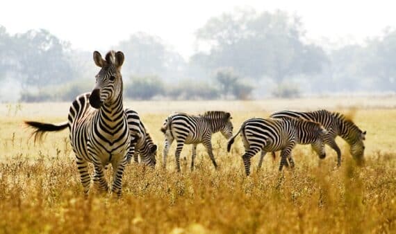 meilleurs parcs nationaux de Tanzanie