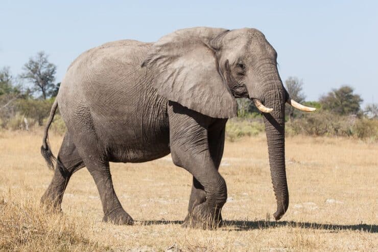 éléphant chobe