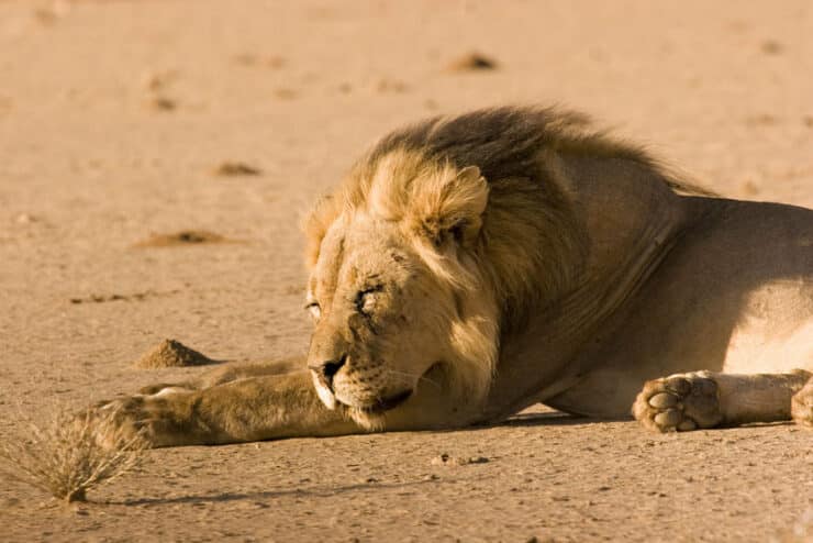 lion à crinière noire kalahari