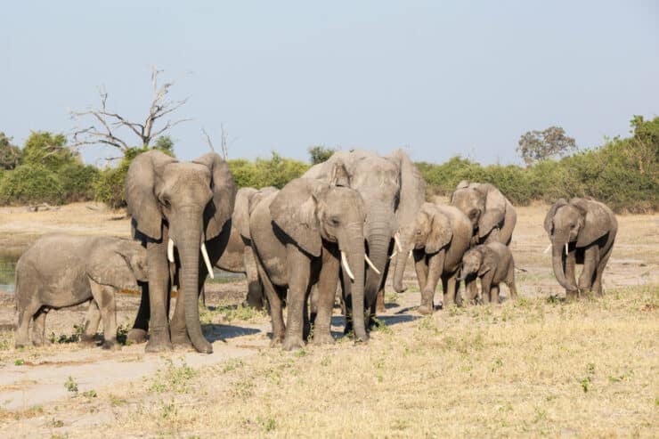 éléphants chobe