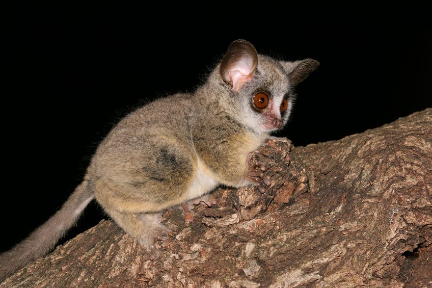 galagos