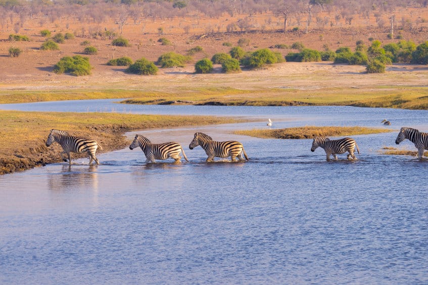 migration zèbres botswana