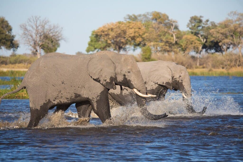 éléphants à Kwando