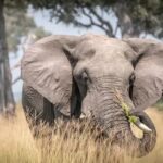 visiter le parc national de Chobe