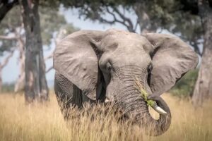 visiter le parc national de Chobe