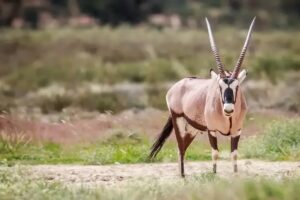 visite du Parc transfrontalier de Kgalagadi